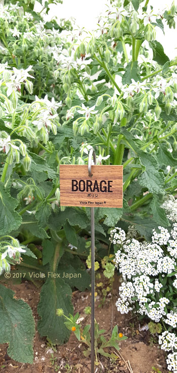 Borage ボリジ ハーブ ピック 名前 品種 種類 名札 文字 消えない ネームプレート ネームタグ ラベル マーカー 名入れ 木製 苗 株 おしゃれ 高級 雑貨 フック ガーデニング 園芸 庭 植物 プランツ 花 木 樹 挿し込み用