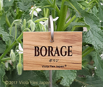 Borage ボリジ ハーブ ピック 名前 品種 種類 名札 文字 消えない ネームプレート ネームタグ ラベル マーカー 名入れ 木製 苗 株 おしゃれ 高級 雑貨 フック ガーデニング 園芸 庭 植物 プランツ 花 木 樹 挿し込み用