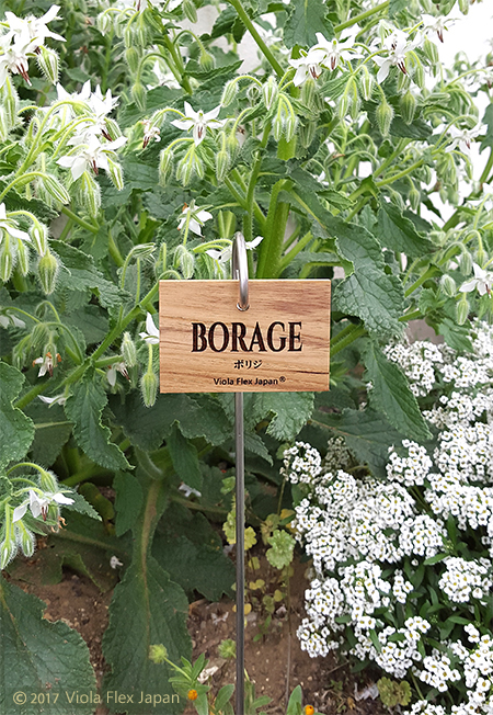 Borage ボリジ ハーブ ピック 名前 品種 種類 名札 文字 消えない ネームプレート ネームタグ ラベル マーカー 名入れ 木製 苗 株 おしゃれ 高級 雑貨 フック ガーデニング 園芸 庭 植物 プランツ 花 木 樹 挿し込み用