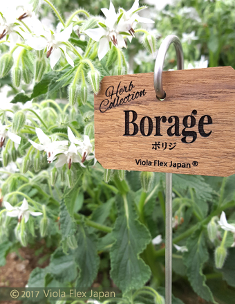 Borage ボリジ ハーブ ピック 名前 品種 種類 名札 文字 消えない ネームプレート ネームタグ ラベル マーカー 名入れ 木製 苗 株 おしゃれ 高級 雑貨 フック ガーデニング 園芸 庭 植物 プランツ 花 木 樹 挿し込み用