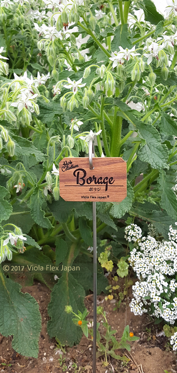 Borage ボリジ ハーブ ピック 名前 品種 種類 名札 文字 消えない ネームプレート ネームタグ ラベル マーカー 名入れ 木製 苗 株 おしゃれ 高級 雑貨 フック ガーデニング 園芸 庭 植物 プランツ 花 木 樹 挿し込み用