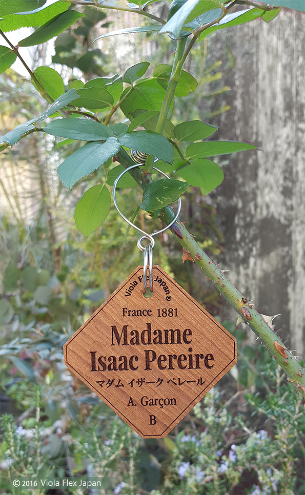 Madame Isaac Pereire マダム イザック ペレール バラ ネームプレート ネームタグ 名札 ばら ローズ バラのネームプレート バラの名札 薔薇 オープンガーデン 名前 品種 苗 剪定 文字 消えない ラベル 名入れ 株 おしゃれ 高級 フック ピック rose国際バラとガーデニングショウ 国バラ 種類 ブランド イングリッシュローズ デビッド・オースチン David Austin フレンチローズ デルバール Delbard ドリュ Dorieux ギヨー Guillot メイアン Meilland 日本 京成バラ園芸 河本バラ園芸  禅ローズ ロサオリエンティス オールドローズ